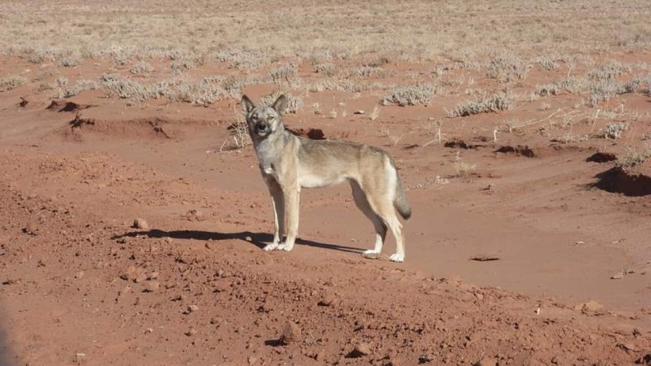 The impact of the dingo fence on the landscape are visible from space.