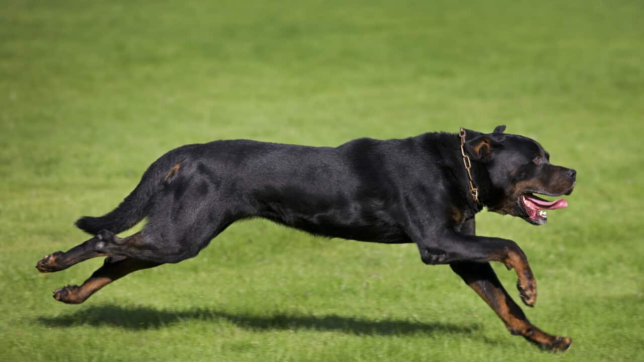 Rottweiler