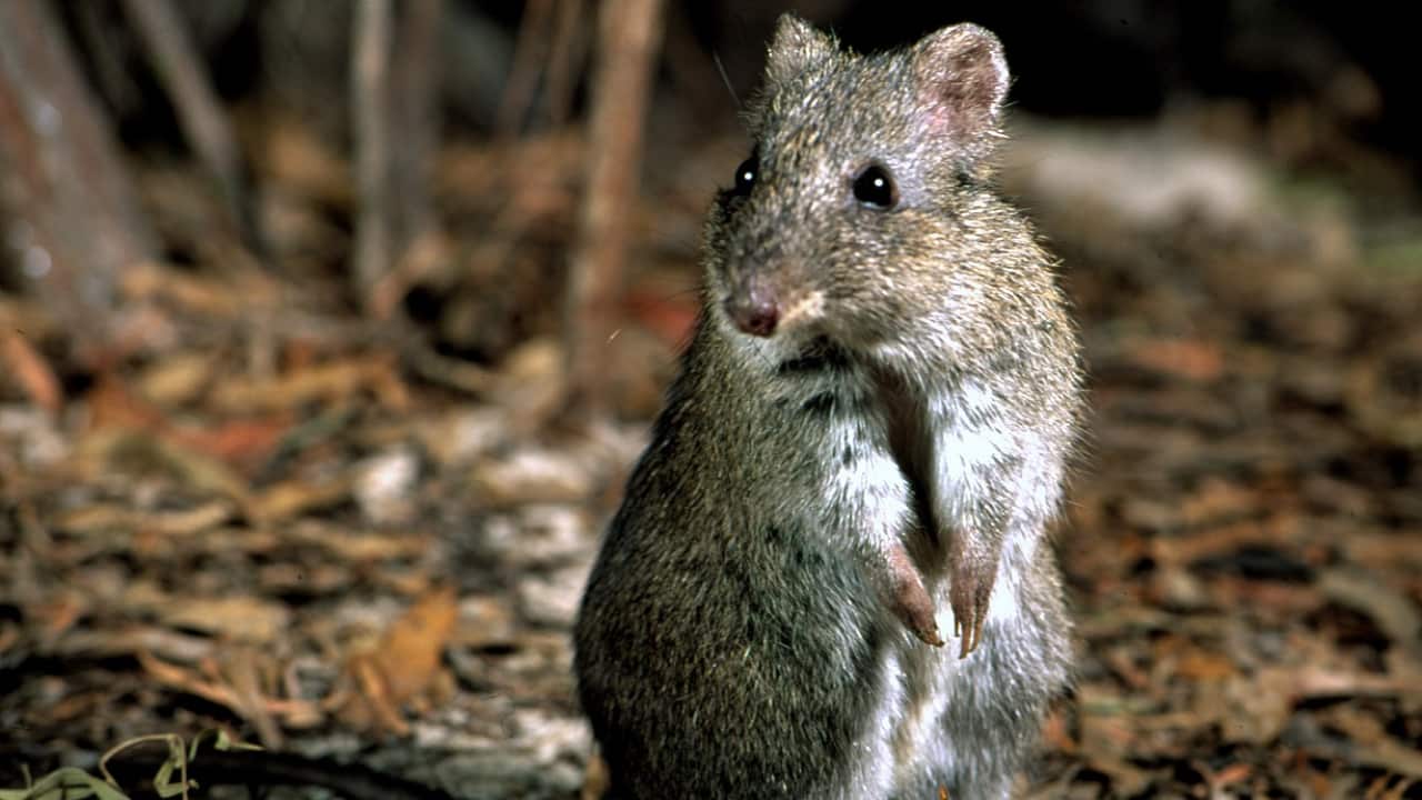 A small furry animal standing on its hind legs