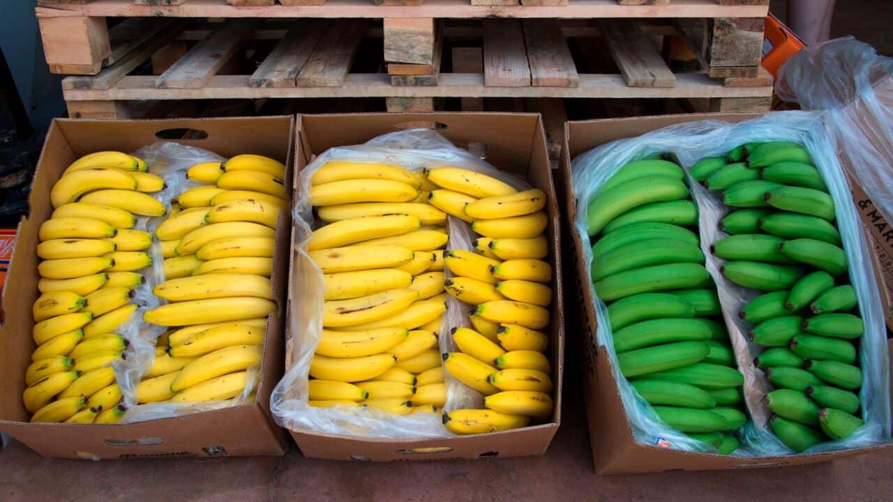 Banana export to China was affected late January due to the cOVID-19 outbreak, Philippine Exporters Confederation or Philexport Davao shipments have resumed