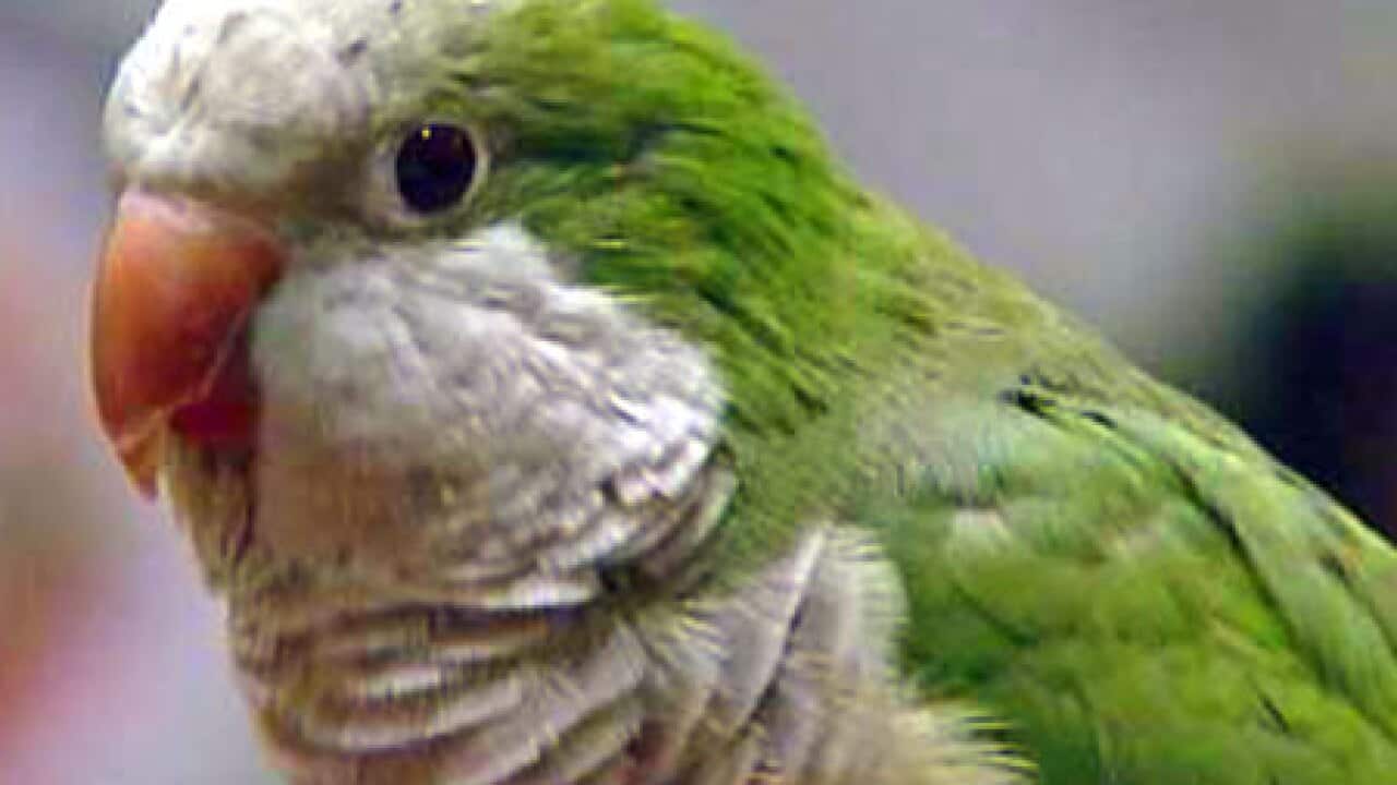 parrot_hero_2503_B_ap_342546354
