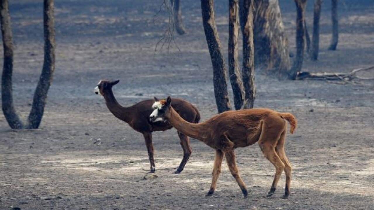 Australian live stock in Bushfire