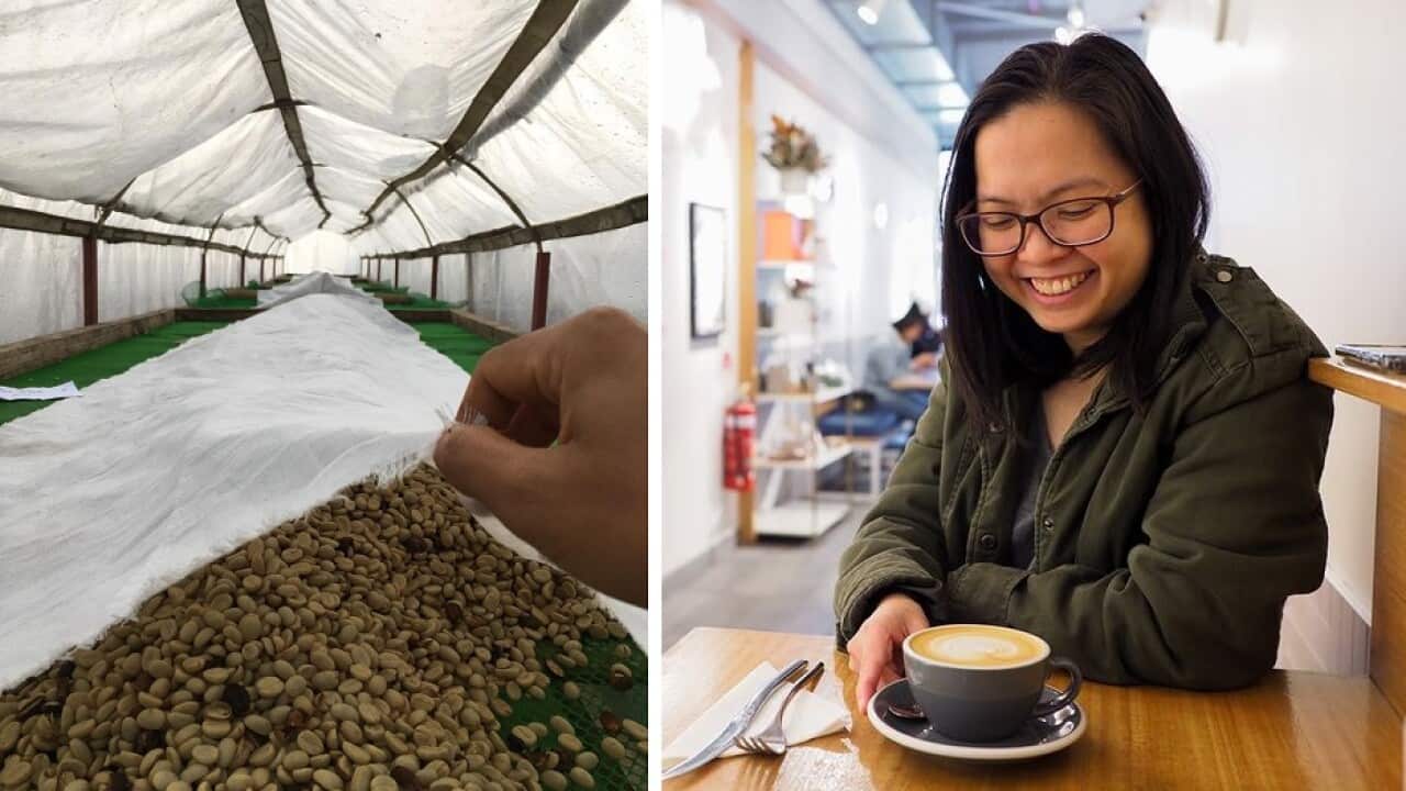 coffee, filipino coffee, coffee belt