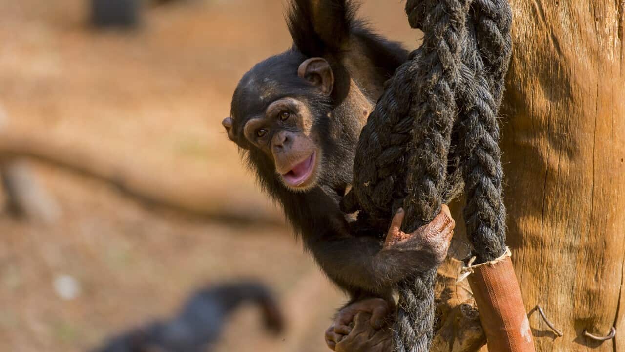 A young chimpanzee in an enclosure at the Tacugama Chimp Sanctuary