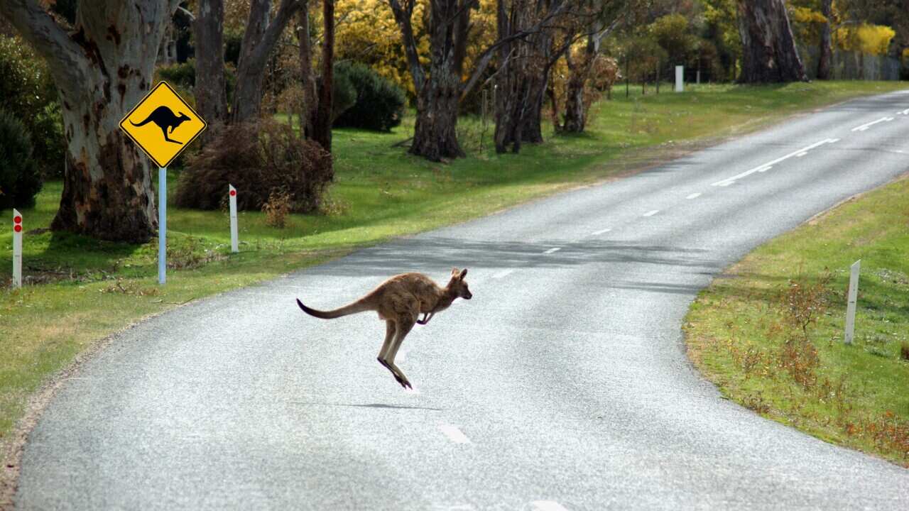 Kangaroo Crossing in front of a sign.