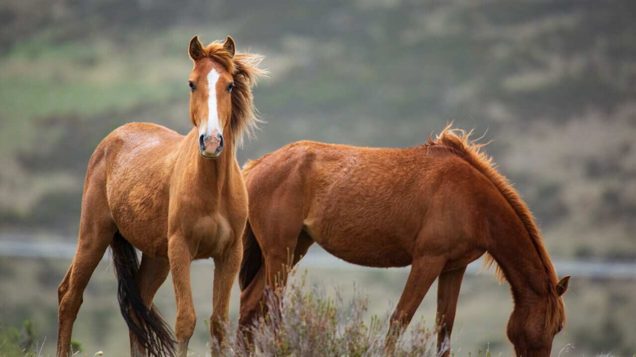 Grazing Brumby Herd