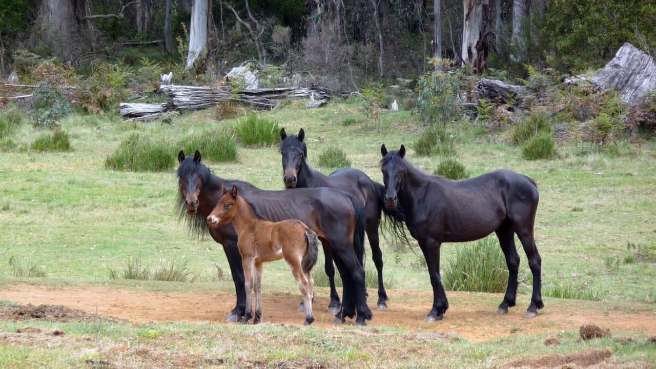Wild brumbies in the Snowy Mountains, Saturday, Nov. 21, 2009. (AAP Image/Phil Barton) NO ARCHIVING, EDITORIAL USE ONLY