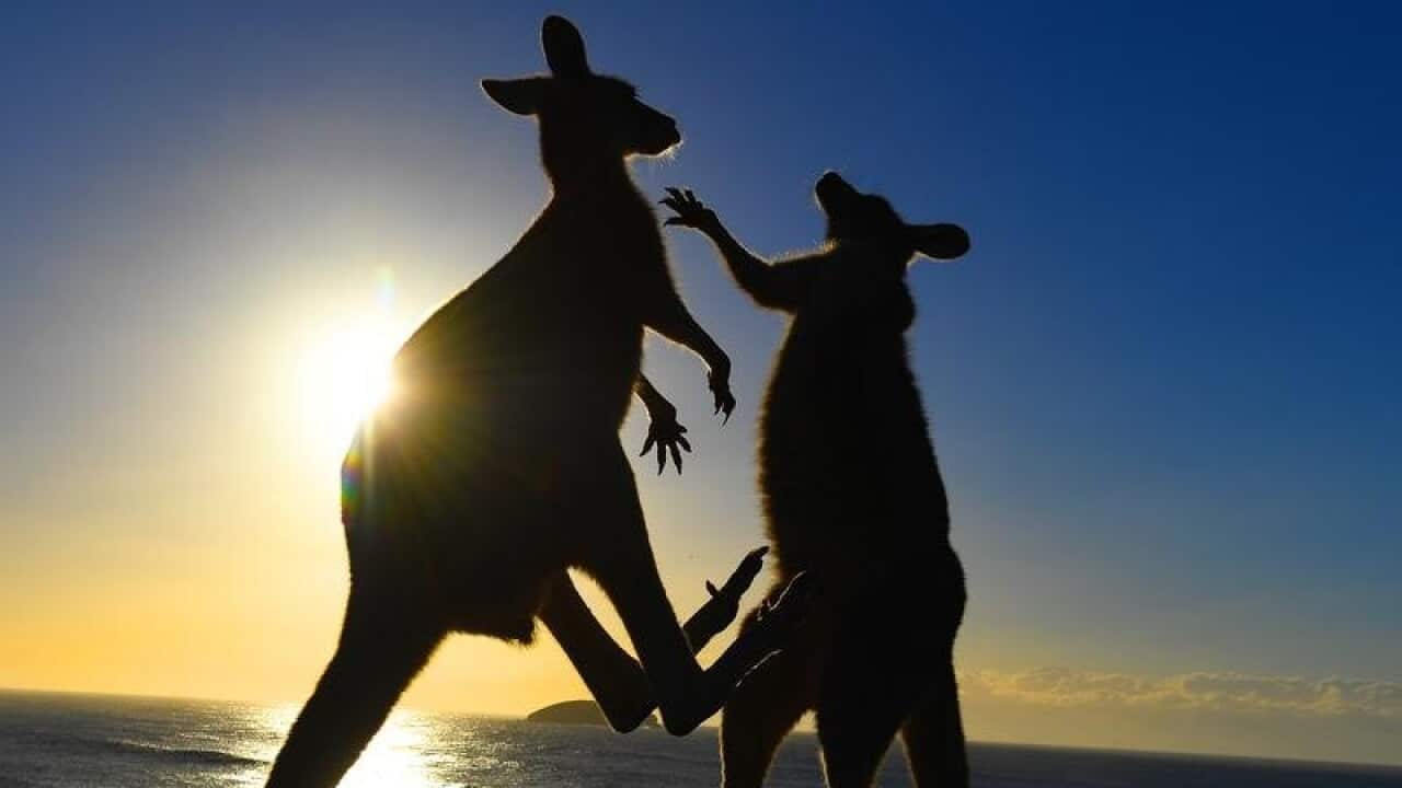 Eastern grey kangaroos