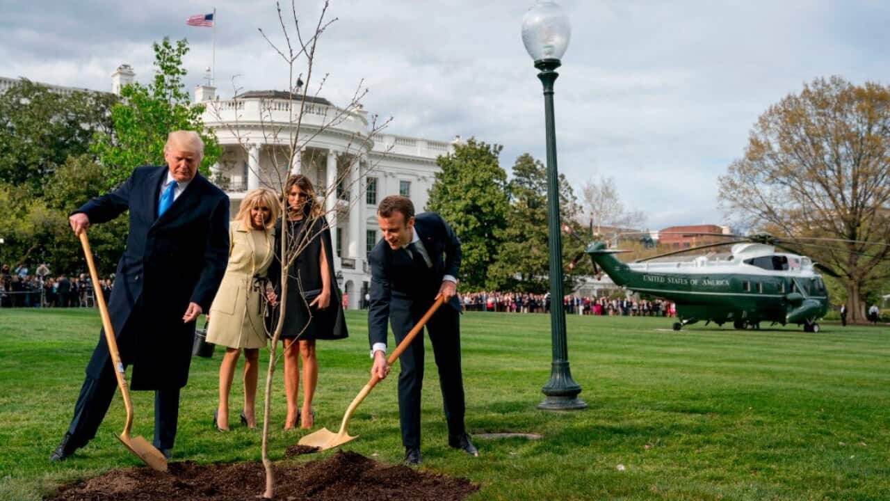 The tree that US President Donald Trump and French President Emmanuel Macron planted last week has disappeared.
