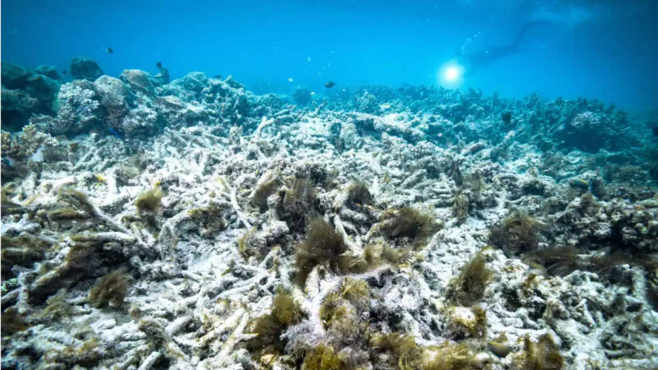 Mass coral bleaching events are likely to continue threatening the Great Barrier Reef.