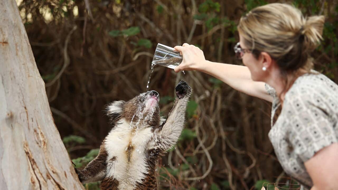 Adelaide Residents Try To Stay Cool As Severe Heatwave Continues