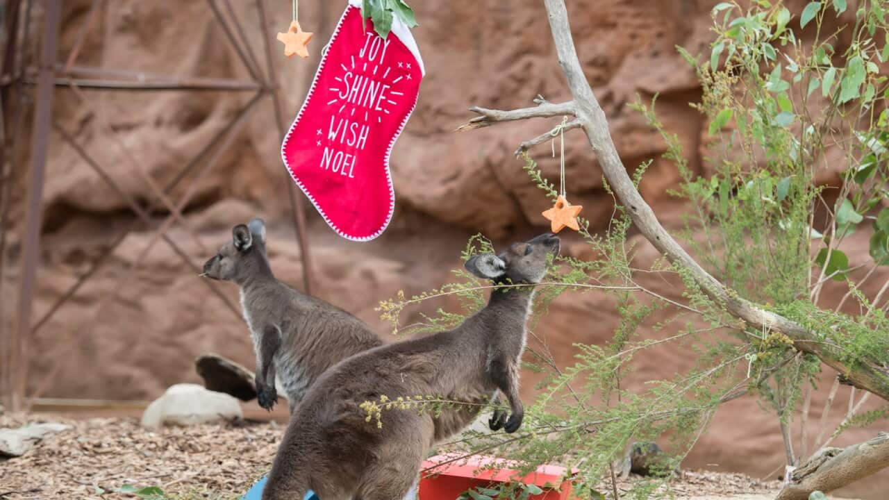 Native Australian Animals Enjoy Christmas Treats