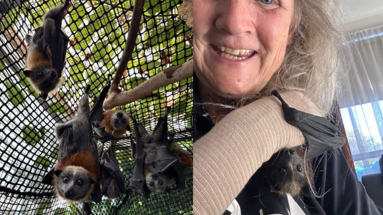 Lotje McDonald werkt als vrijwilliger bij een vleermuizenopvang