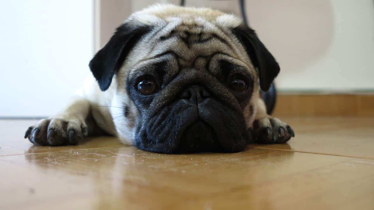 puppy dog pug