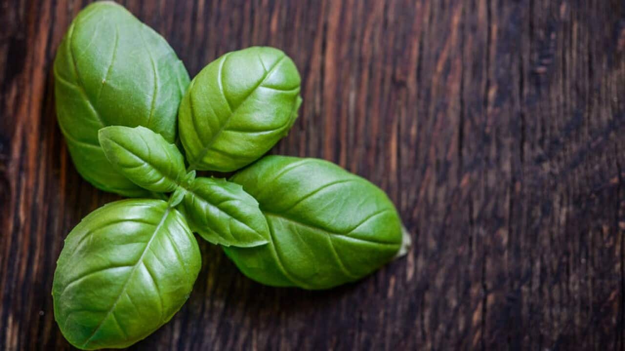 Basil