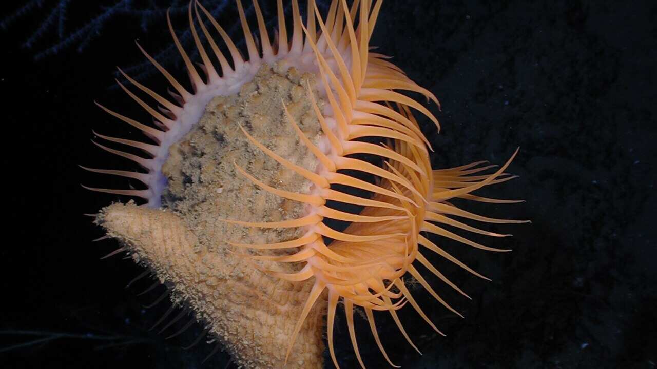 Venus Flytrap Anemone