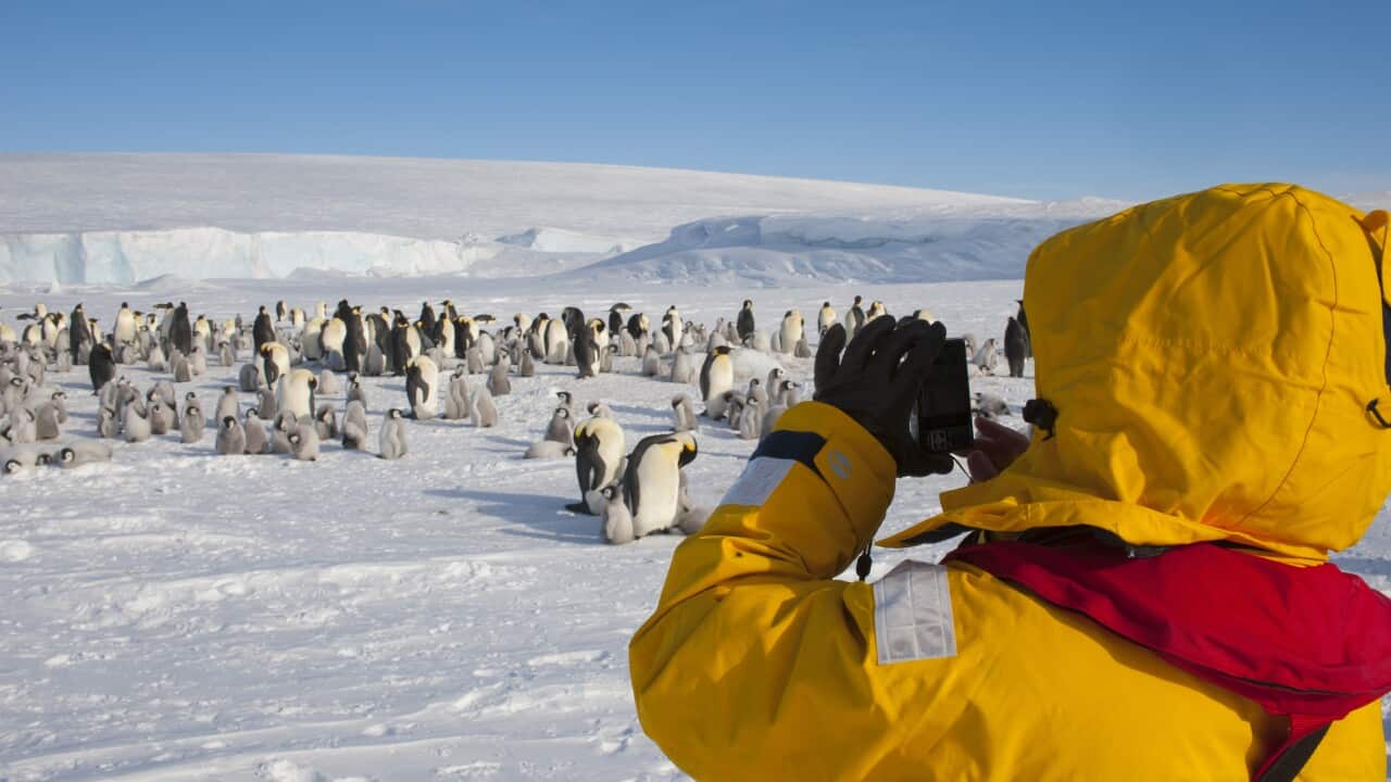 A tourist in a yellow ski suit is taking a photo of emperor penguins in the snow.