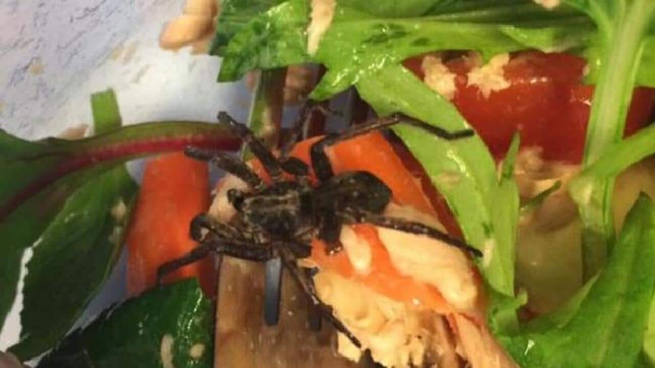 Melbourne woman finds spider in her Woolworths pre packed salad