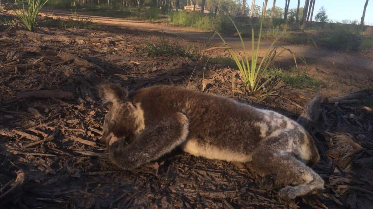 A dead koala lies in the foreground