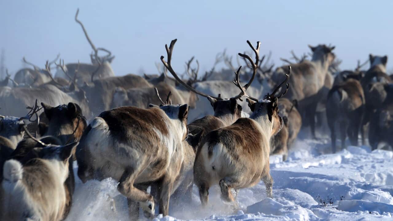 A herd of reindeers walk on a snow-covered field