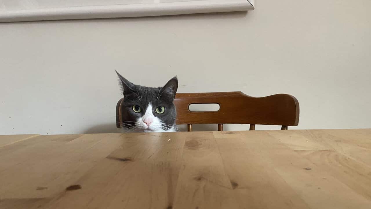 Cat at a table