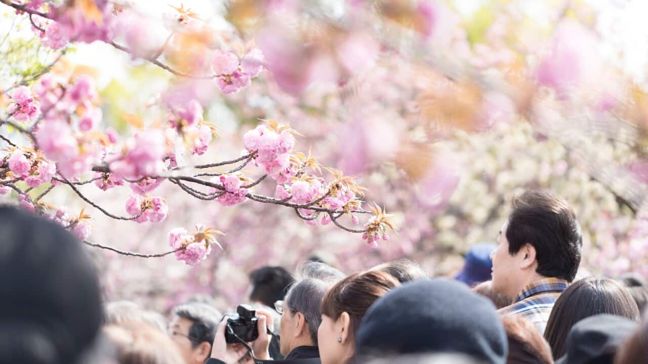 Cherry Blossom Japan