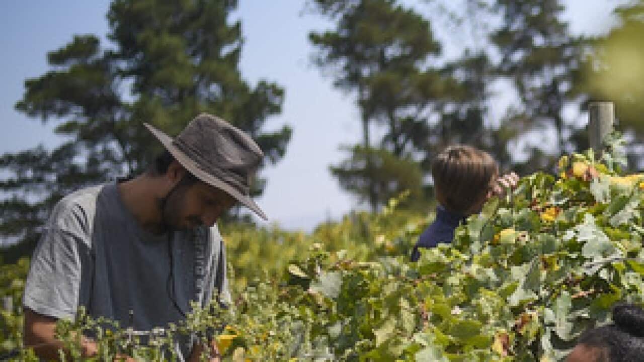 Seasonal farmworkers
