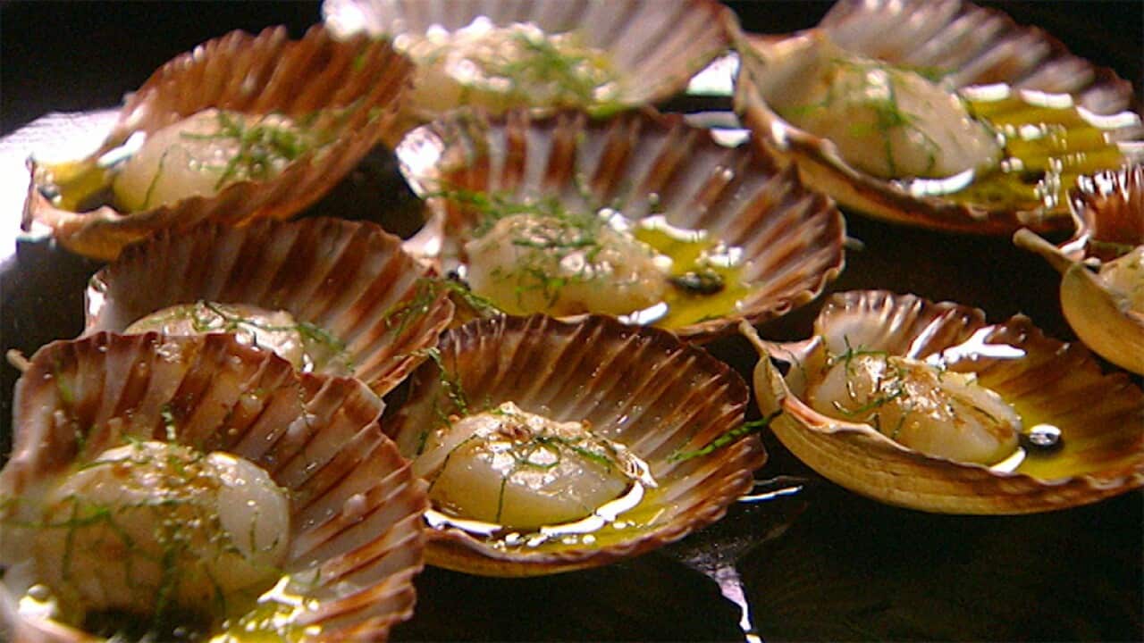 Live Tasmanian scallops barely roasted, served with mint