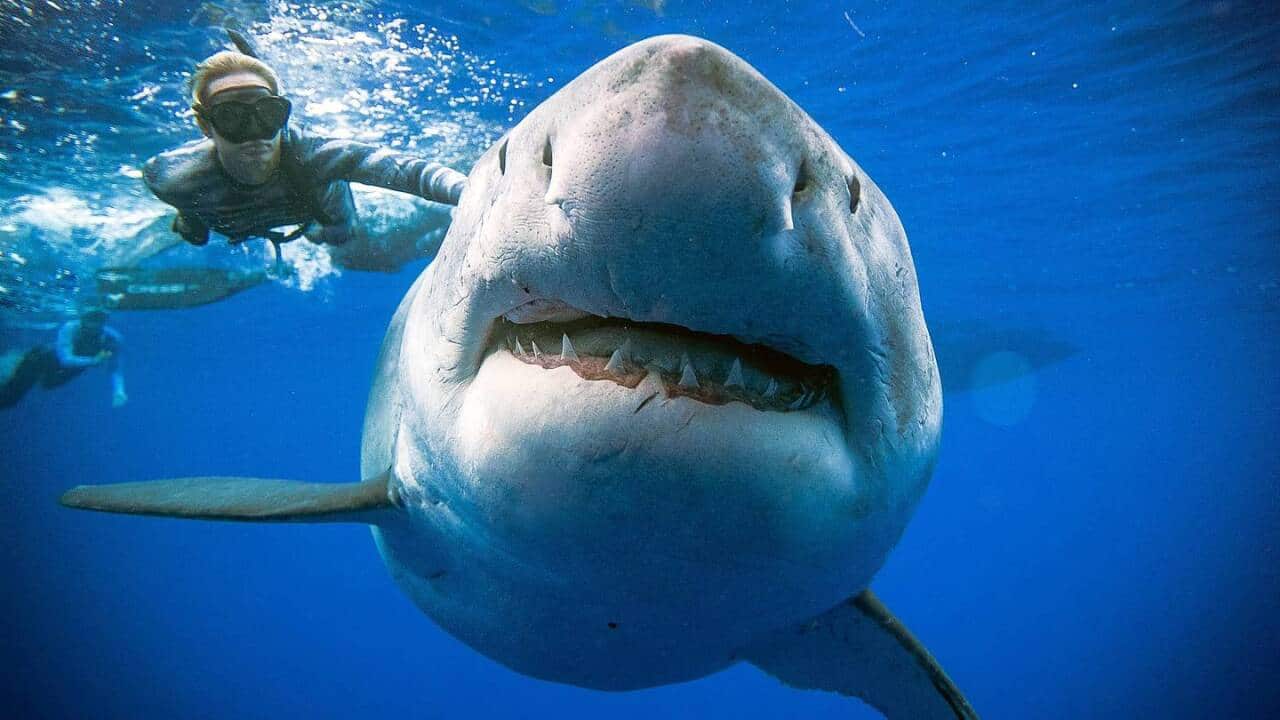The great white shark is believed to be around 50-years-old.