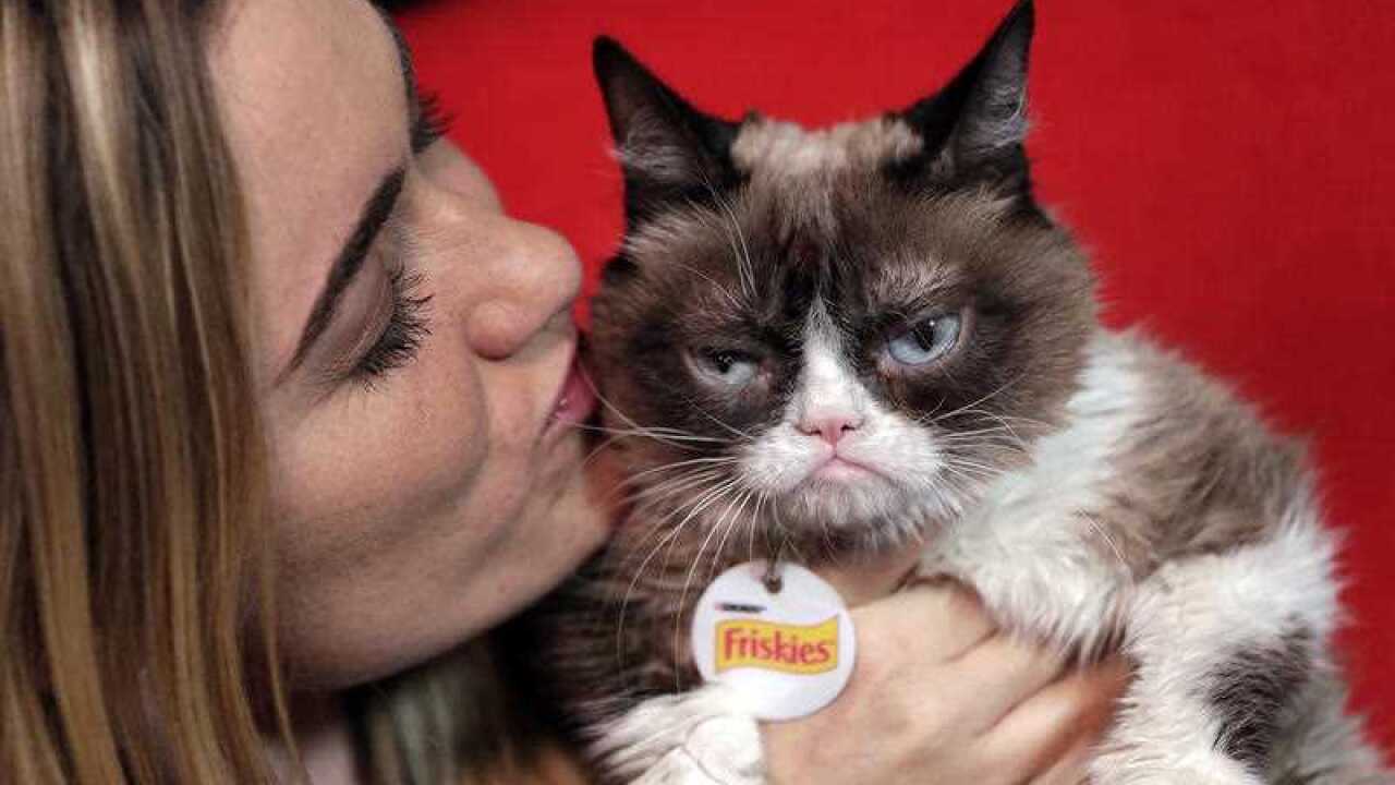 Grumpy cat