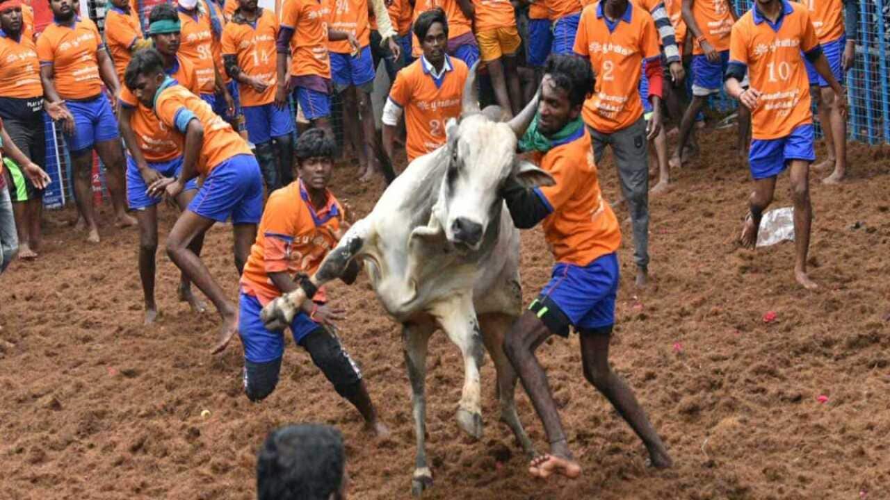 Jallikattu 2.jpeg