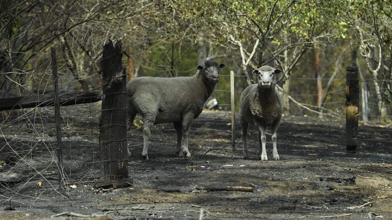 Sheep are seen on a fire-damaged property in Sarsfield, East Gippsland, Victoria.