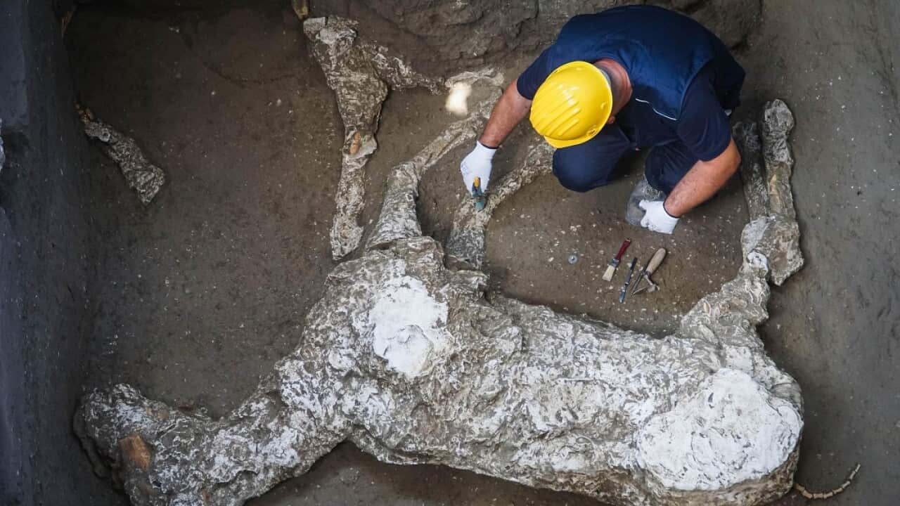An expert works on the whole cast of a parade horse found during excavations at Pompeii. 