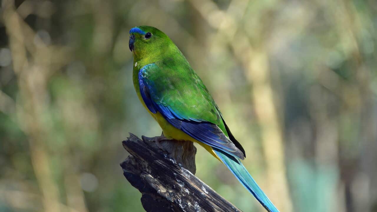 A green and blue bird.