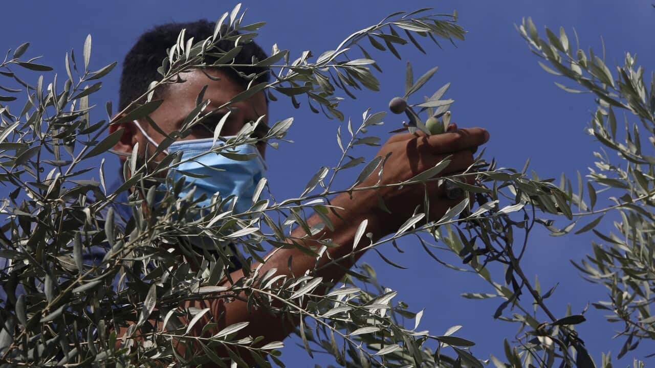 APTOPIX Virus Outbreak Palestinians Olive Harvest