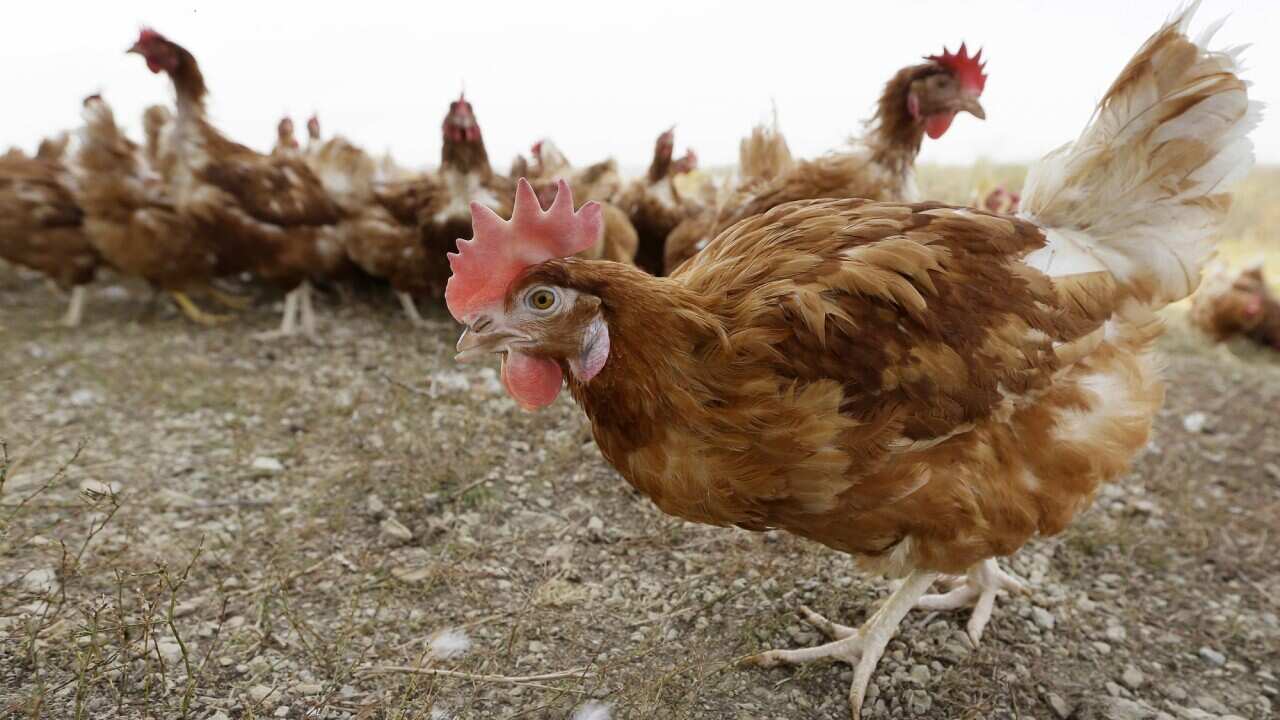 Bird Flu Free Range