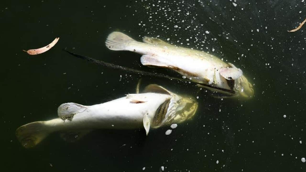 Scientists have found serious problems with the management of the Murray-Darling river system.