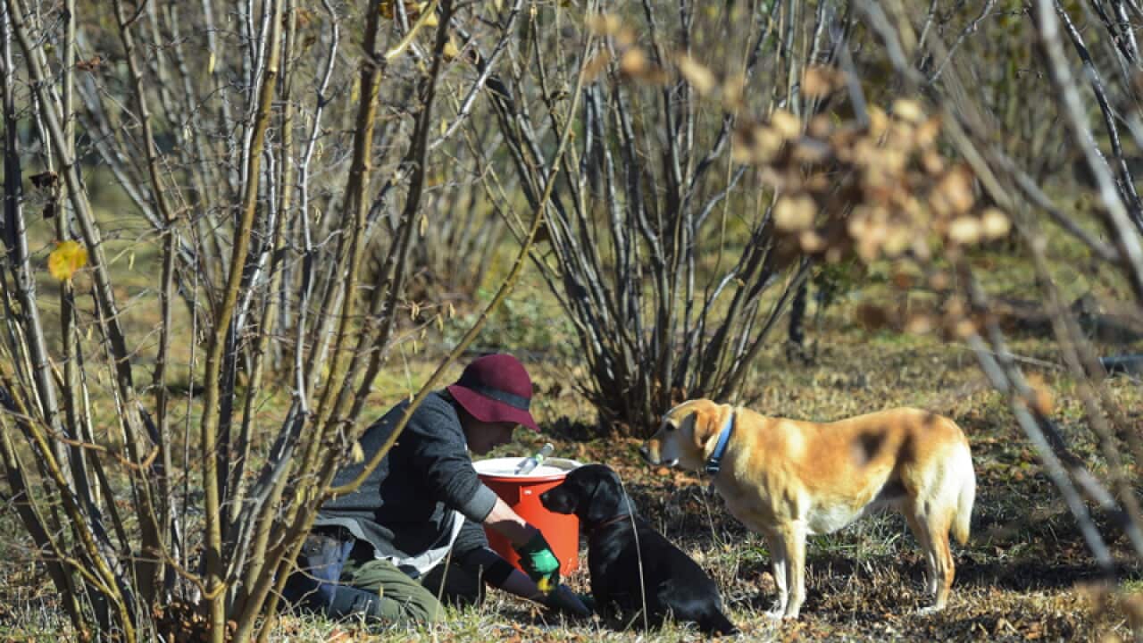 A worker at a truffle farm near Canberra
