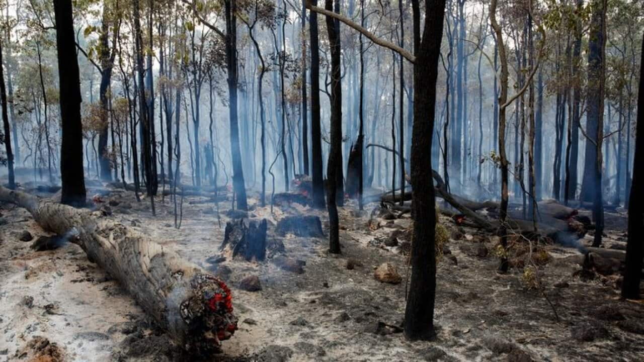 Úc là một trong những nơi có nhiều vụ cháy rừng nhất trên thế giới.