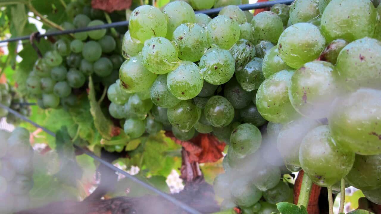 A picture taken at Mihi Creek Vineyard on Monday, March 28, 2011, showing a bunch of grapes almost ready for harvest. The winery is run by Andrew Close and is one of about a dozen in the Armidale area. (AAP Image/ Jordan Chong) NO ARCHIVING