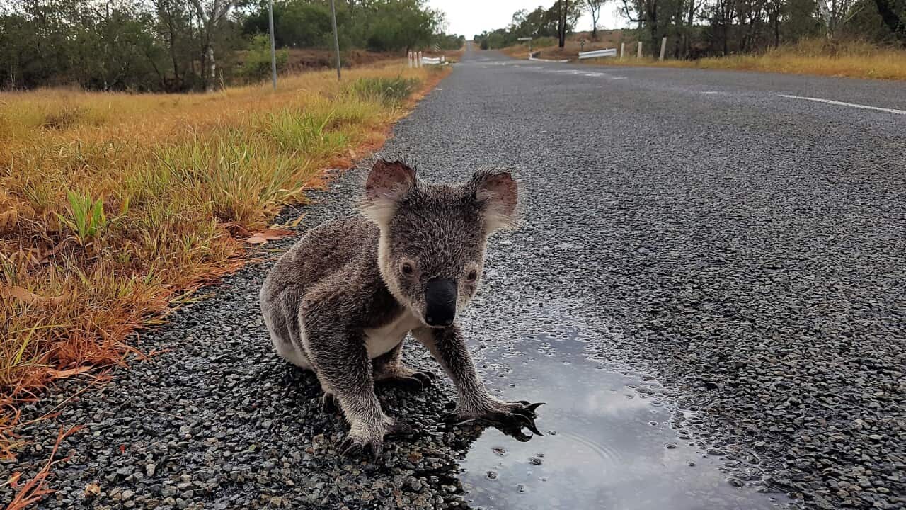 A koala drinking from a puddle on the Marlborough-Sarina Road near Mackay in northern Queensland.