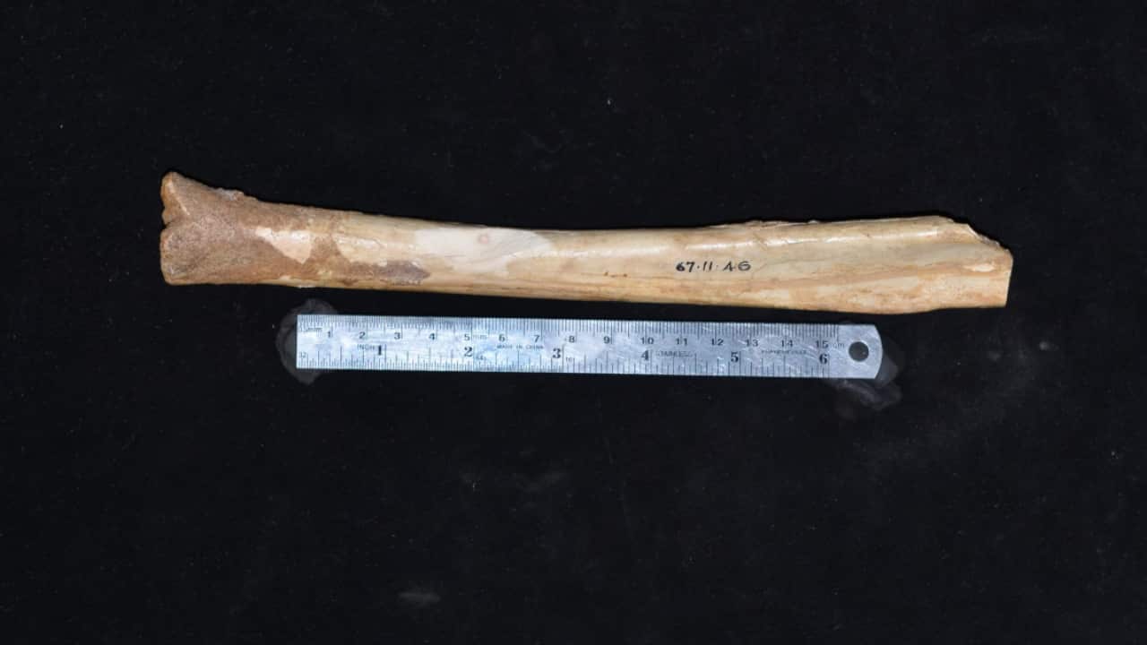 A plain black background and a long beige coloured bone marked with the numbers 67.11.46