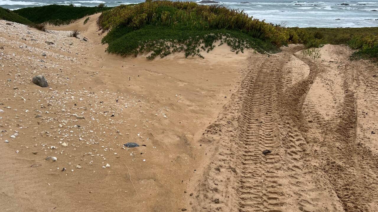 4WD vechicle's tracks on a field