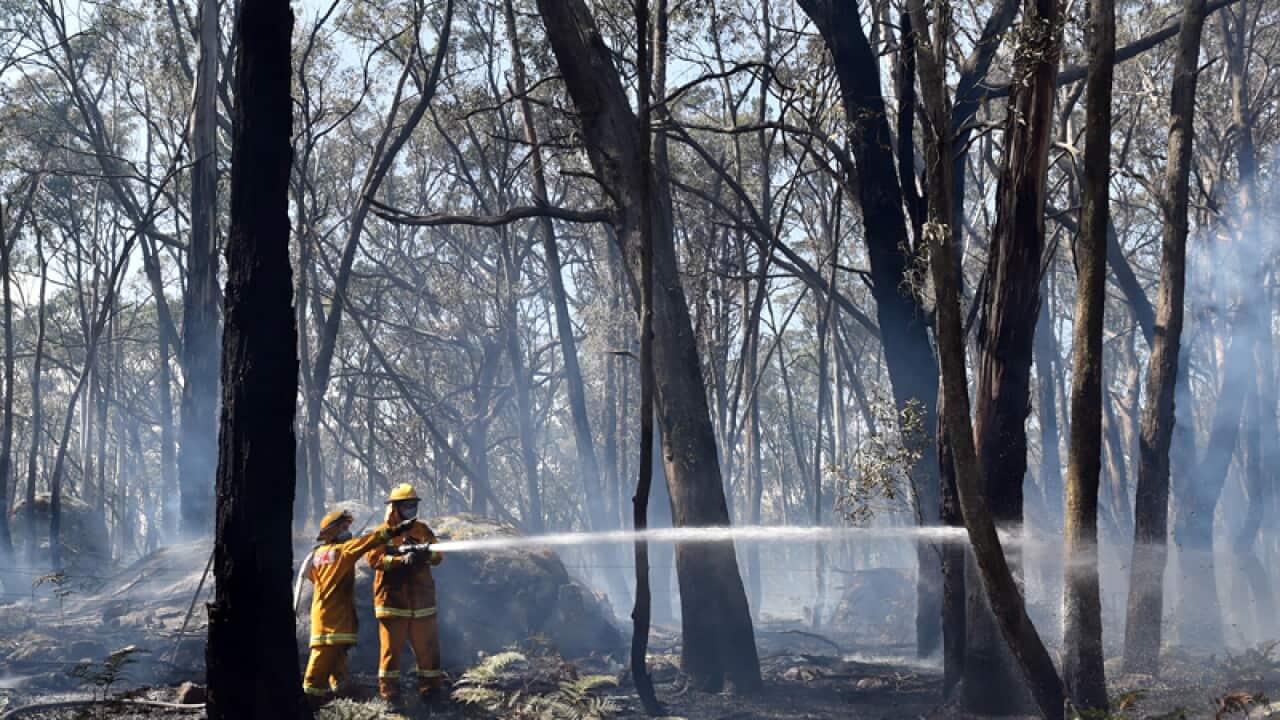 Victorian firefighters douse trees at a fire north of Melbourne
