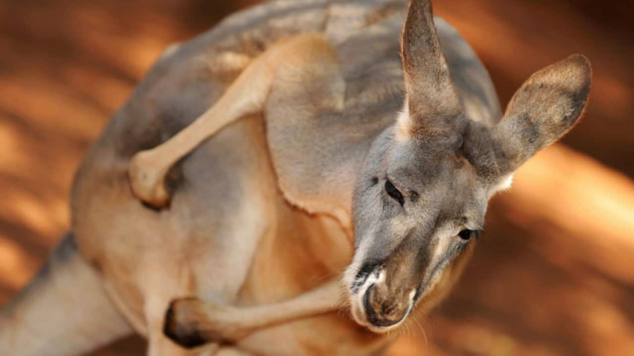 red_kangaroo_12607_b_getty_344759807