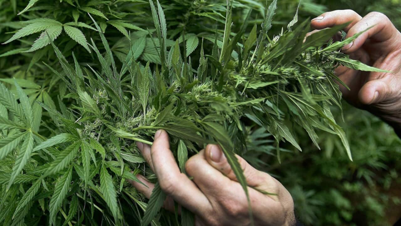 A man cutting leaves of marijuana to produce medicinal products