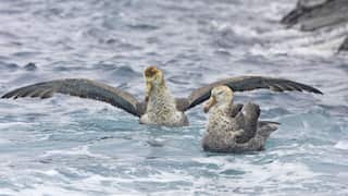 Two giant petrels floating in choppy, foamy blue ocean water. The bird on the left has its massive wings fully outstretched horizontally across the surface, while the bird on the right floats nearby.
