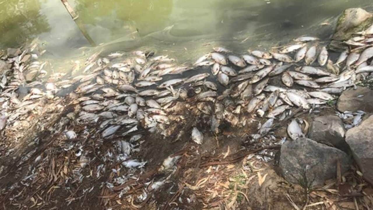 Dead fish in the Darling River