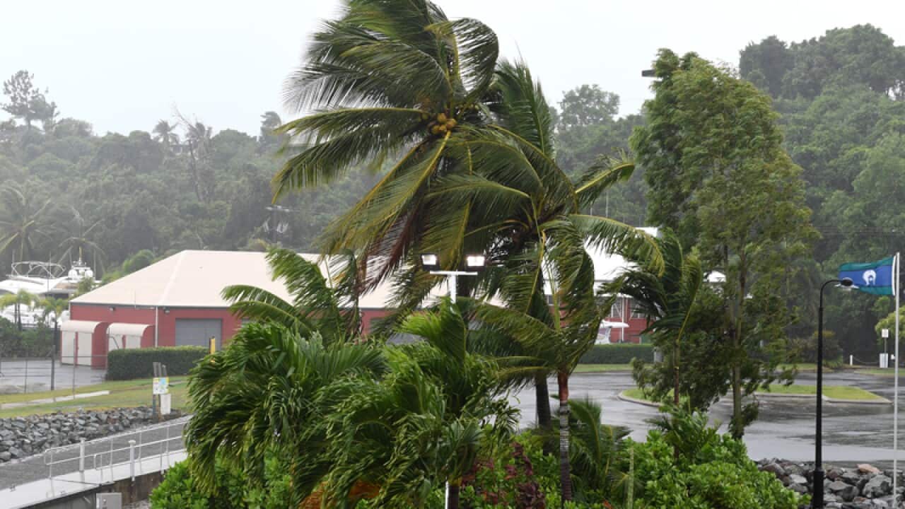Palm trees blow in strong wind on Airlie Beach
