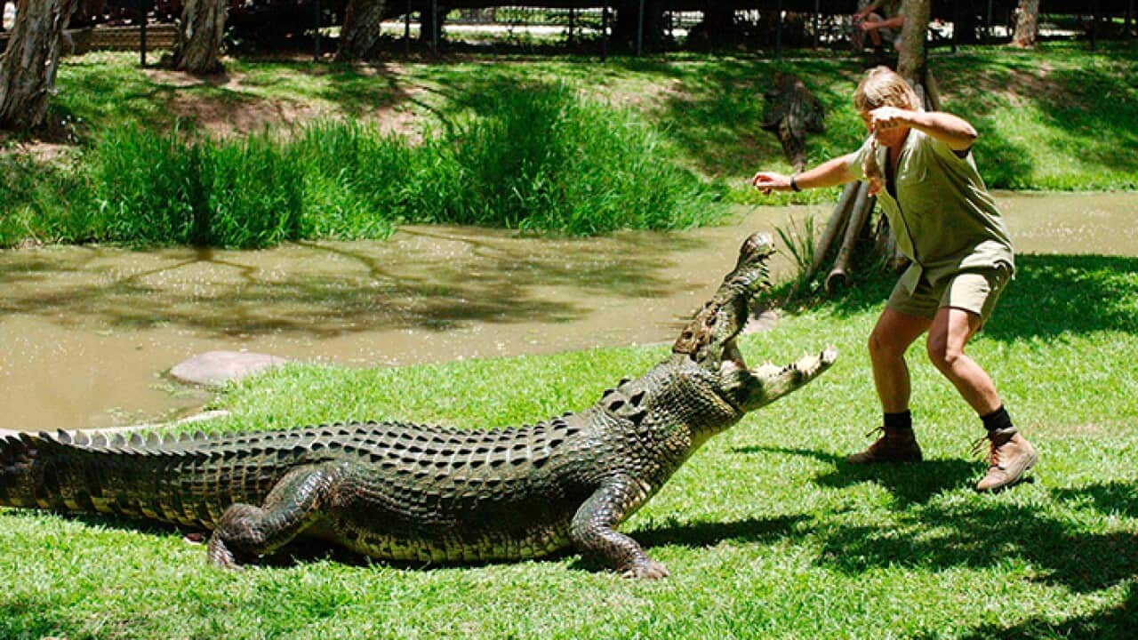 Crocodile attacks man